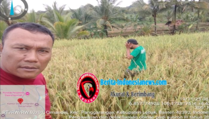 BPS Kabupaten Lakukan Ubinan Bersama Petani Padi di Cimandiri, Uji Hasil Produktivitas Petani