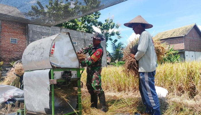 Wujud Nyata, Babinsa Sananwetan Bantu Panen Padi Dukung Ketahanan Pangan Nasional