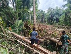 Satgas TMMD Ke-129 Tunjukkan Dedikasi, Ambil Material Kayu untuk Renovasi RTLH di Desa Umbele